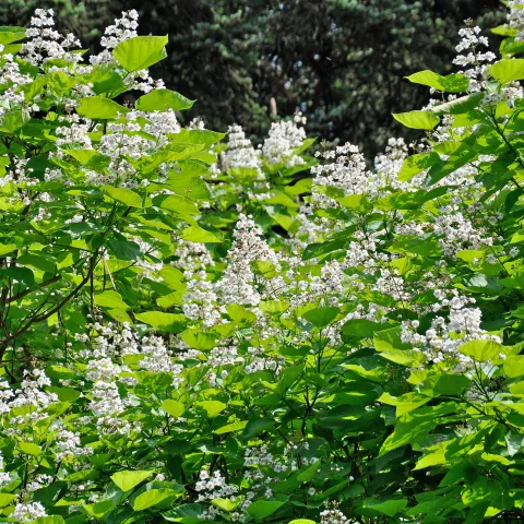 Insel Mainau / Marketing Weiße Blütenstände des Trompetenbaumes