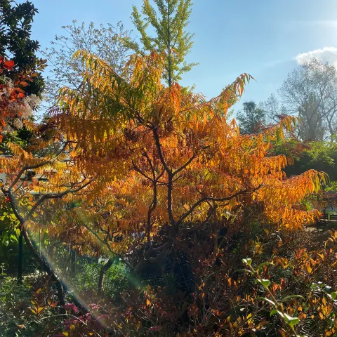 Herbstfärbung des Essigbaumes