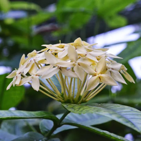 Weiße Ixora-Blüte im Schmetterlingshaus auf der Insel Mainau