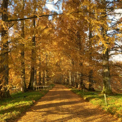 Herbstfärbung in der Metasequoia-Allee auf der Insel Mainau