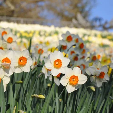 Gruppe von Narzissen mit weißen Blütenblättern und orangefarbenen Blütencentern auf einer Wiese