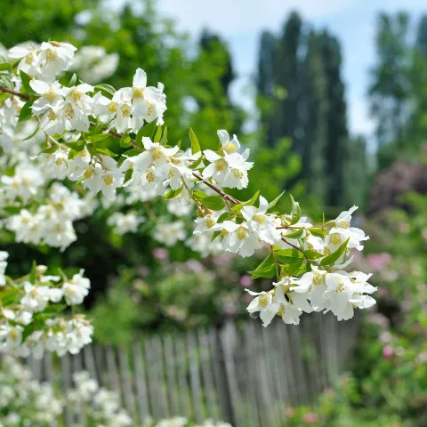 Zweig mit weißen Bauernjasmins Blüten vor unscharfem Garten mit Holzzaun und Bäumen