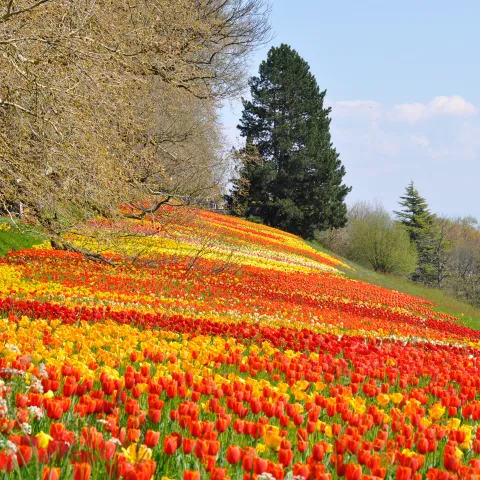 Insel Mainau / Marketing Tulpenwiese