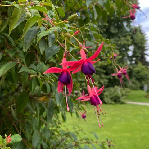 Fuchsie 'Alt Mainau'