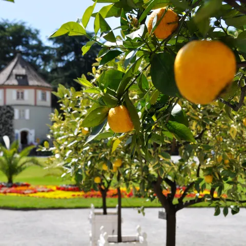 Insel Mainau / Marketing Historische Zitrussammlung auf der Insel Mainau, mit Blick auf den Gärtnerturm