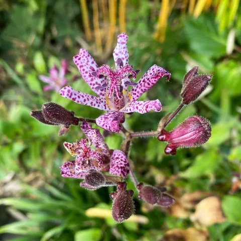Insel Mainau / Marketing Blüte einer Krötenlilie
