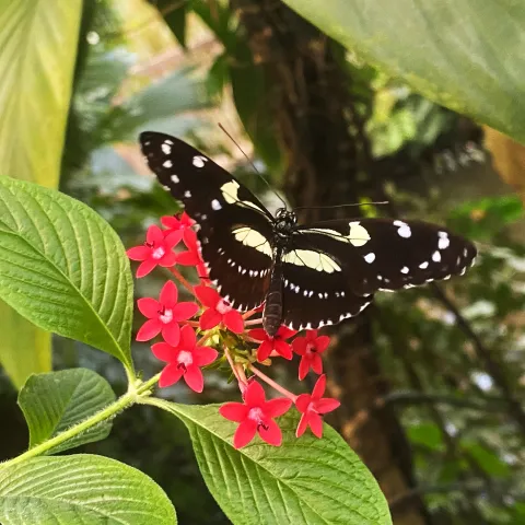 Schmetterling mit schwarz-weißen Flügeln sitzt auf roten Penthasblüten mit grünen Blättern im Hintergrund
