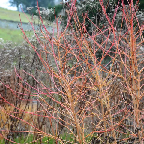 Rinde des Roten Hartriegels im Staudengarten auf der Insel Mainau 