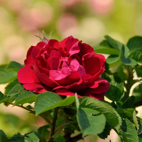 Wildrosenblüte