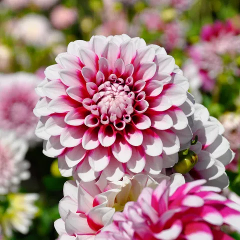 Insel Mainau / Marketing Dahlie mit weiß-pinker Blüte