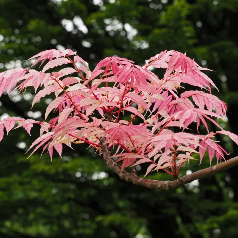 Edwin Butter/ Shutterstock.com Toona Sinensis im Parkteil Farn und Fuchsia