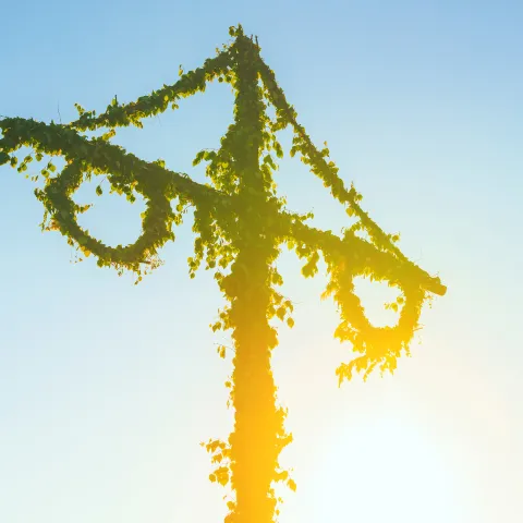Mittsommerbaum