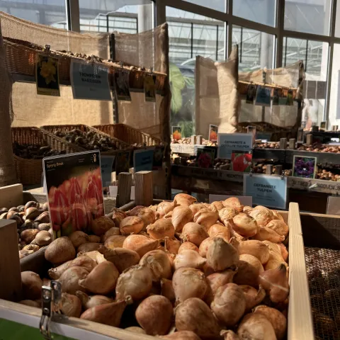 Insel Mainau / Marketing Blumenzwiebeln