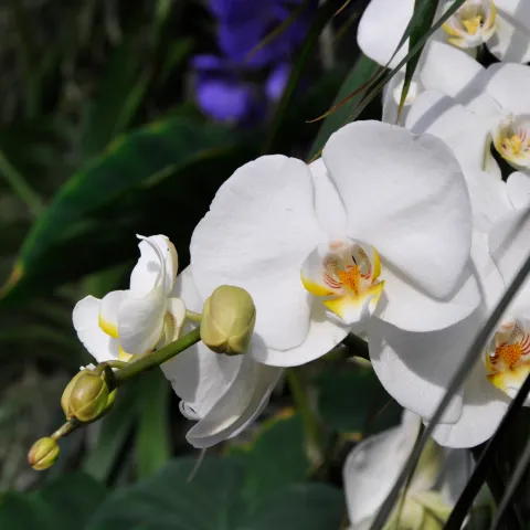 Weiße Phalaenopsis-Orchidee in der Orchideenschau auf der Insel Mainau