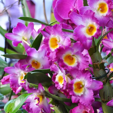 Insel Mainau / Marketing Dendrobium nobile