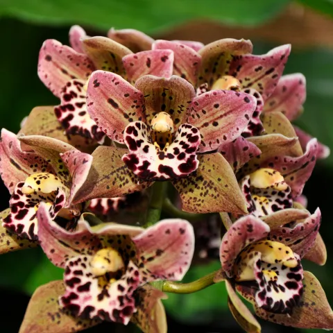 Cymbidium-Orchidee in der Orchideenschau auf der Insel Mainau