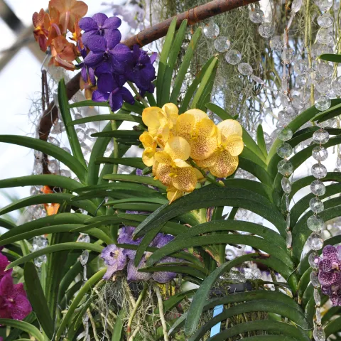 Verschiedene Vanda-Orchideen auf der Insel Mainau
