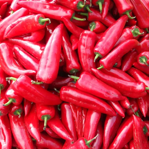 Chilischoten