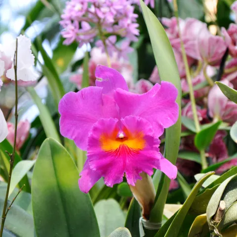 Cattleya in der Orchideenschau auf der Insel Mainau