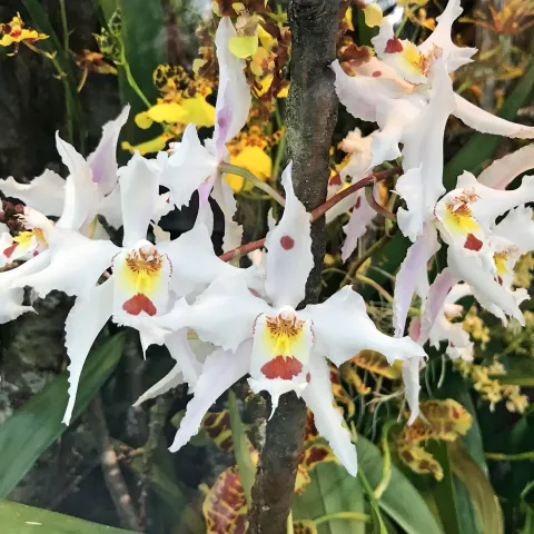 Oncidium alexandrae