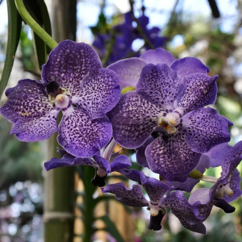 Vanda-Orchideen in der Orchideenschau auf der Insel Mainau