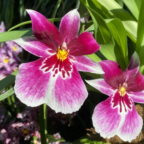 Miltonia-Orchidee in der Orchideenschau auf der Insel Mainau