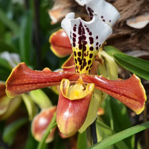 Paphiopedilum-Orchidee in der Orchideenschau auf der Insel Mainau