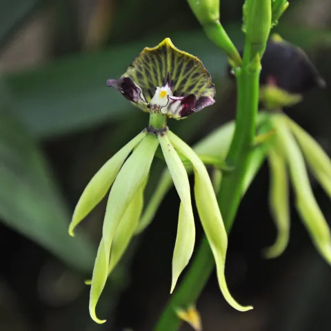 Encyclia-Orchidee in der Orchideenschau auf der Insel Mainau