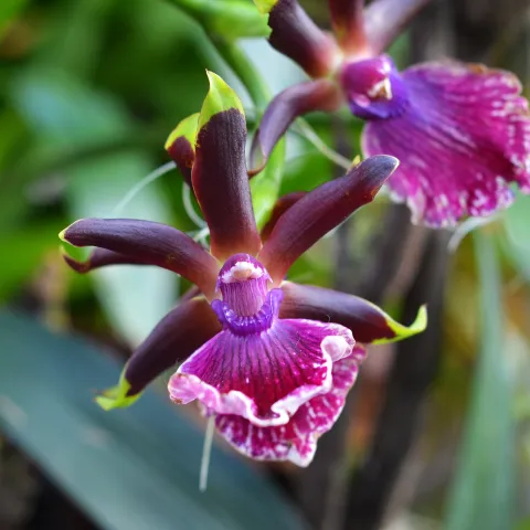 Oncidium-Orchidee in der Orchideenschau auf der Insel Mainau