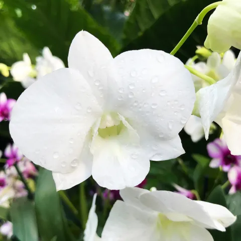 Insel Mainau / Marketing Dendrobium phalaenopsis