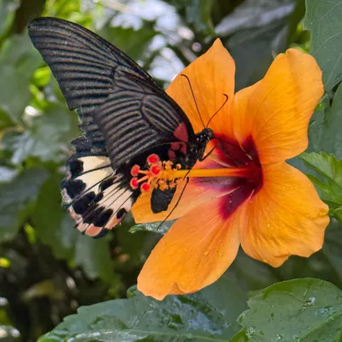 Insel Mainau / Marketing Hibiskus 2025