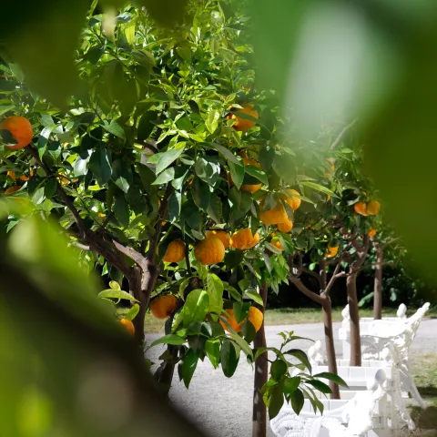 Orangen tragende Zitrusbäume in weißen Pflanzkübeln
