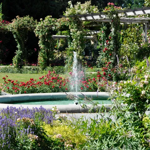 Runder Springbrunnen in einem italienischen Rosengarten mit blühenden Rosen und einer Pergola im Hintergrund