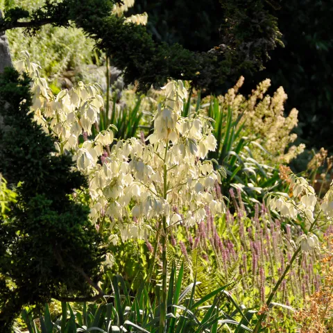 Yucca filamentosa mit weißen, glockenförmigen Blüten in einem sonnigen Garten mit verschiedenen grünen Pflanzen