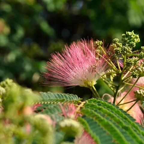 Nahaufnahme einer rosa Seidenakazien-Blüte mit fächerförmigen Staubblättern und grünen Blättern im Hintergrund