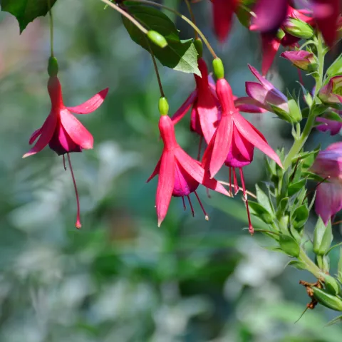 Glockenförmige Blüten in Pink und Violett an einem Strauch