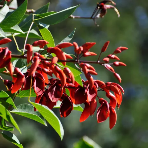 Knallige rote korallenartige Blüten an einem Ast