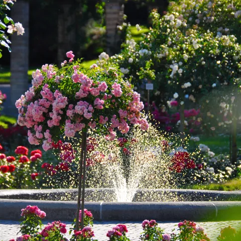 Ein blühender Garten mit einer Fontäne und bunten Blumen.
