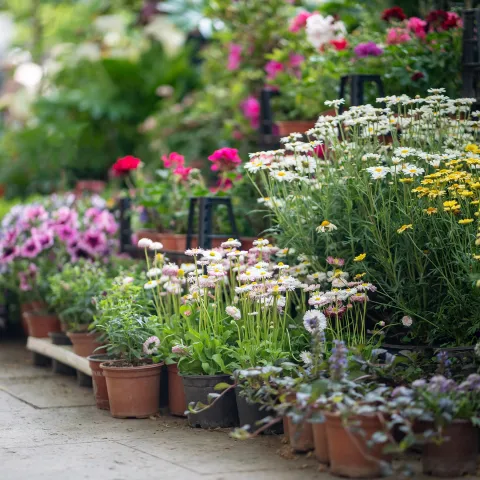 Ein Bild einer üppig bepflanzten Terrassenlandschaft mit einer Vielzahl blühender Pflanzen in unterschiedlichen kräftigen Farben.