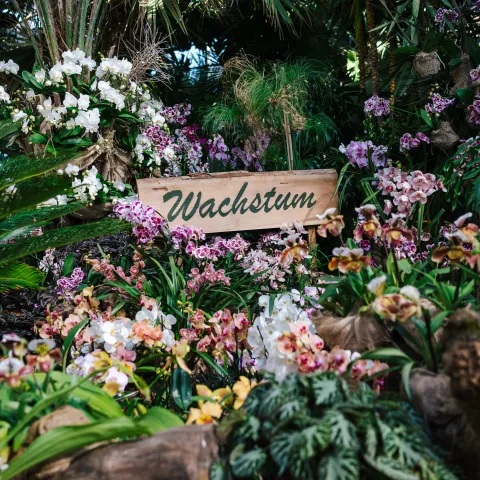 Üppige Orchideenbepflanzung in einem Gewächshaus mit einem Holzschild „Wachstum“, umgeben von tropischen Pflanzen und Palmen.