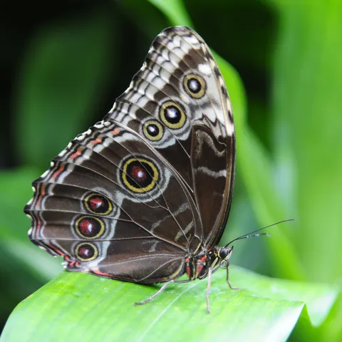 Nahaufnahme eines Schmetterlings mit braun gemusterten Flügeln und auffälligen Augenflecken, der auf einem grünen Blatt sitzt