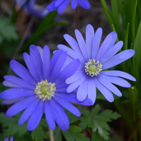 Nahaufnahme von mehreren blauen Anemone blanda-Blüten mit gelben Staubgefäßen und grünen Blättern