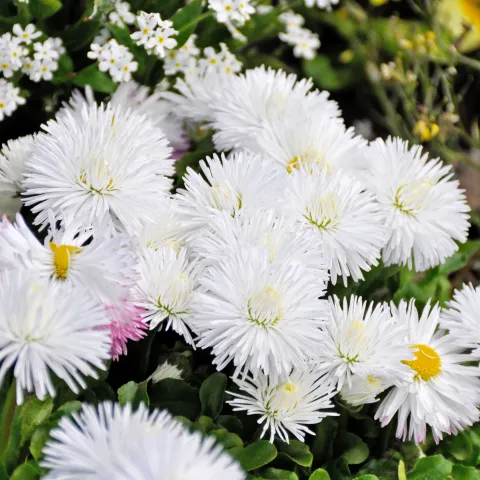 Dichte Gruppe weißer Gänseblümchen mit gelber Mitte wächst in einem Gartenbeet, umgeben von weiteren kleinen Blüten.