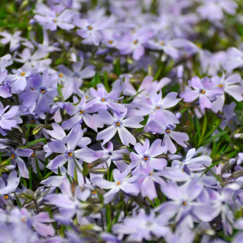 Flächig blühender Polsterphlox mit hellvioletten Blüten bedeckt den Boden in einem Gartenbereich.