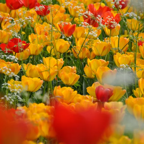 Gelb- und rotblühende Tulpen stehen dicht in einem Beet, durchzogen von feinen weißen Blütenstängeln.
