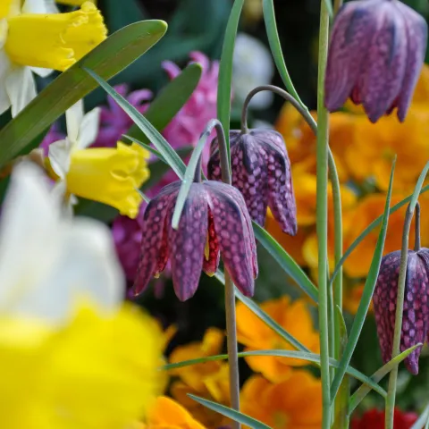 Purpurfarbene Schachbrettblumen hängen zwischen gelben Narzissen und orangefarbenen Blüten in einem bepflanzten Beet.