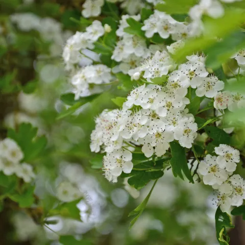 Nahaufnahme von weißen Blüten an einem Weißdornzweig mit grünen Blättern