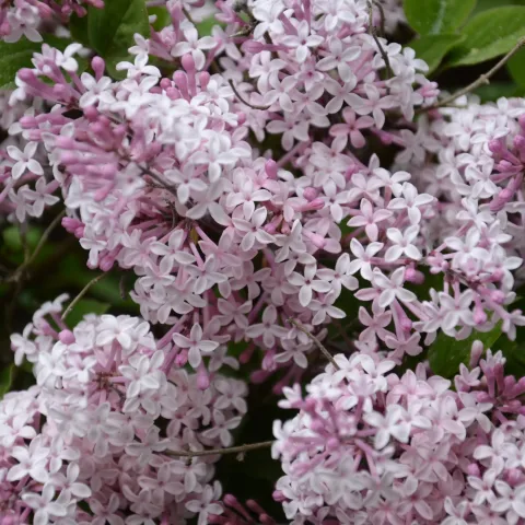 Nahaufnahme von zahlreichen lila Fliederblüten mit grünen Blättern