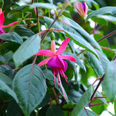 Fuchsienblüten mit hängenden, glockenförmigen Blüten und grünen Blättern