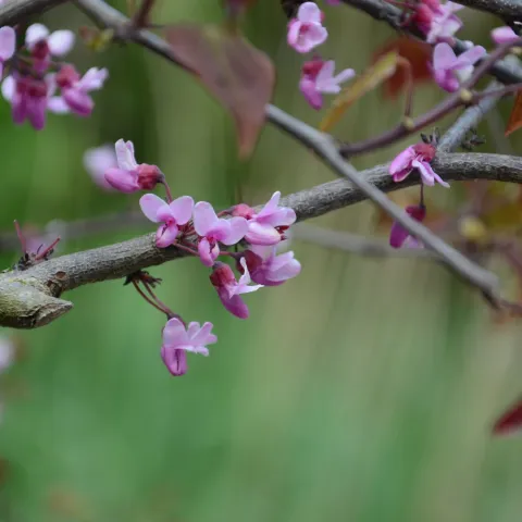 Zweig eines Judasbaums mit kleinen rosa Blüten und einigen Blättern vor unscharf grünem Hintergrund